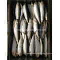 W/R Small Specification Fresh Frozen Sardine Fish